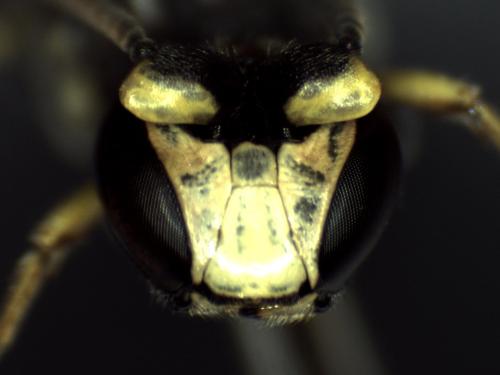 Réf. 334 431 : Hylaeus dilatatus